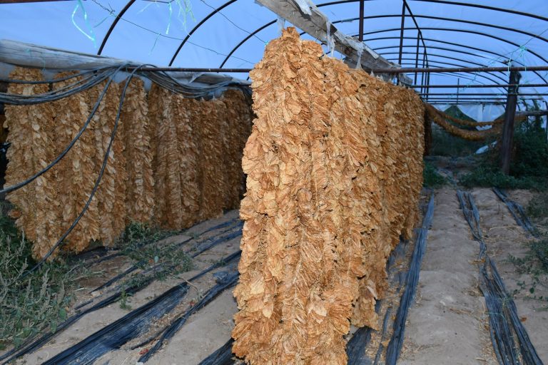 Досега се откупени 25,3 милиони килограми тутун во вредност од 170 милиони евра